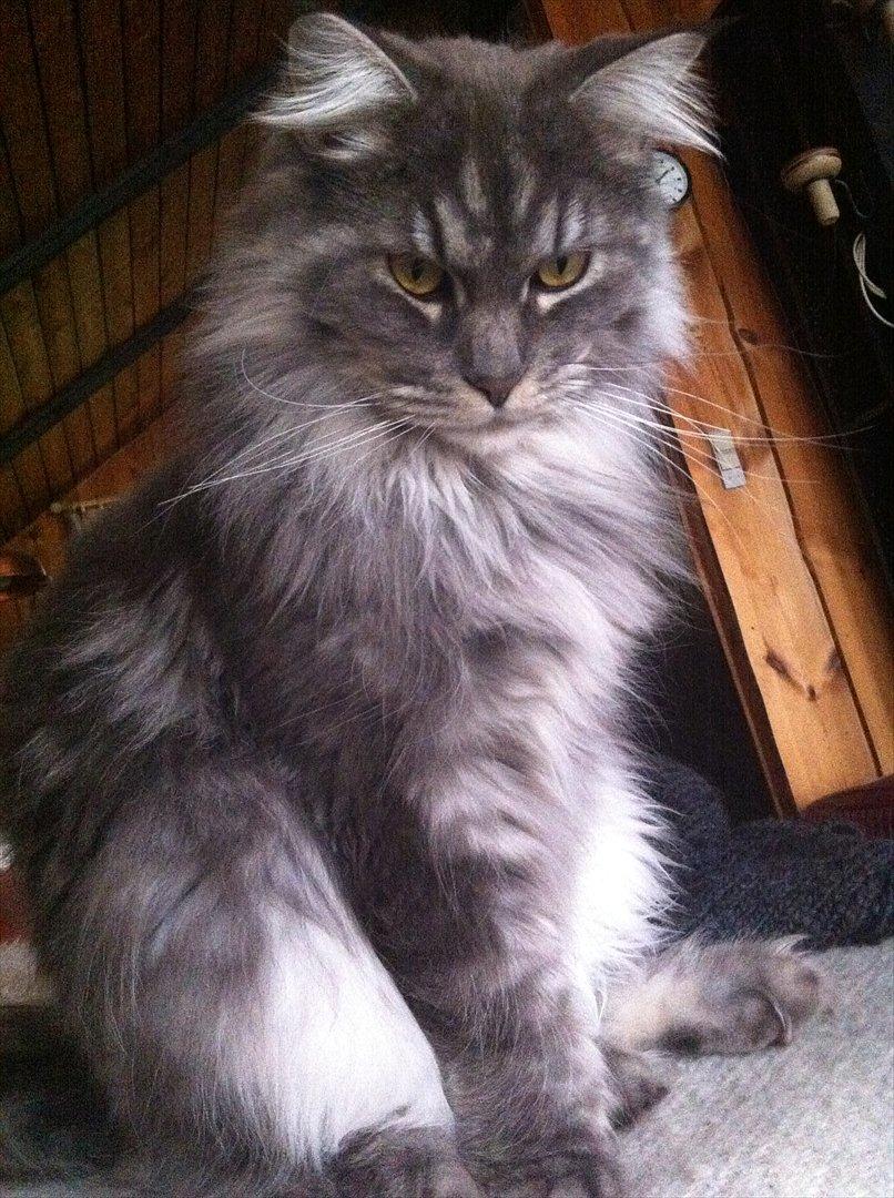 Maine Coon Smokey - R.I.P billede 8