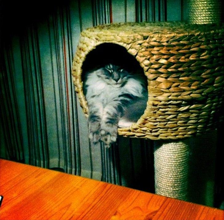 Maine Coon Smokey - R.I.P billede 9