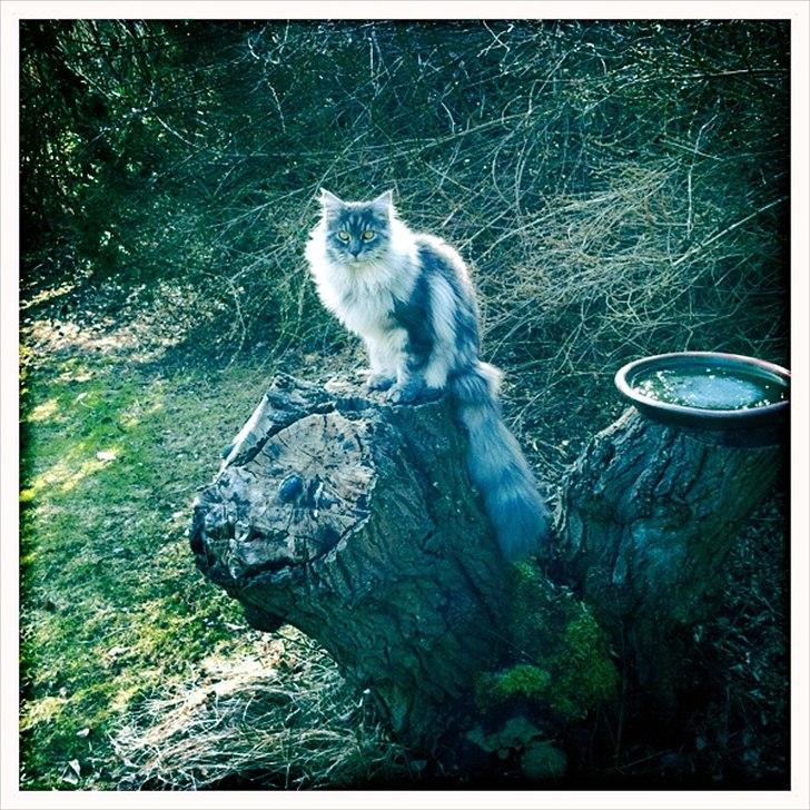 Maine Coon Smokey - R.I.P billede 10