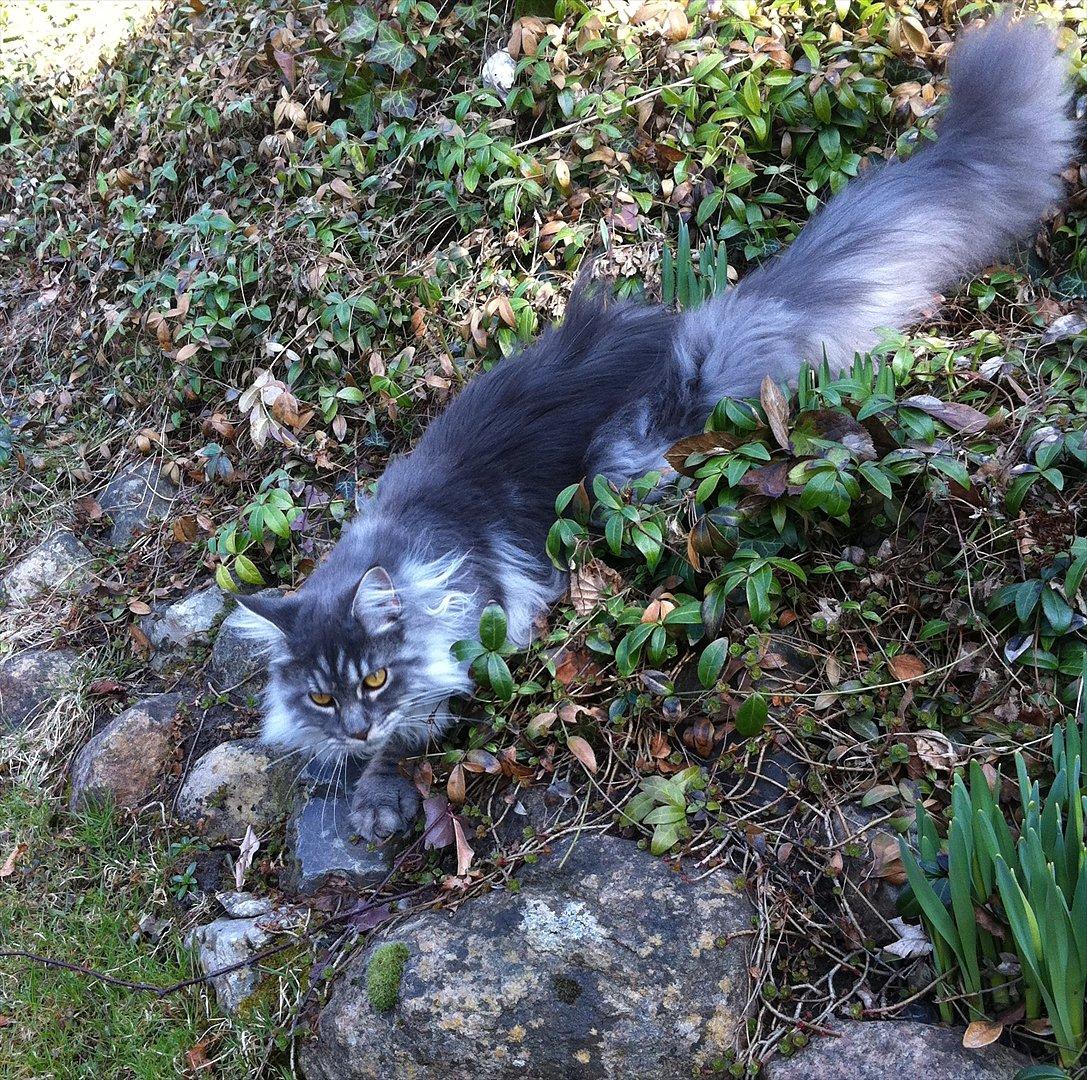 Maine Coon Smokey - R.I.P billede 11