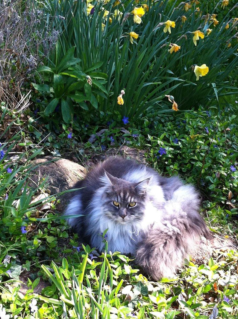 Maine Coon Smokey - R.I.P billede 12