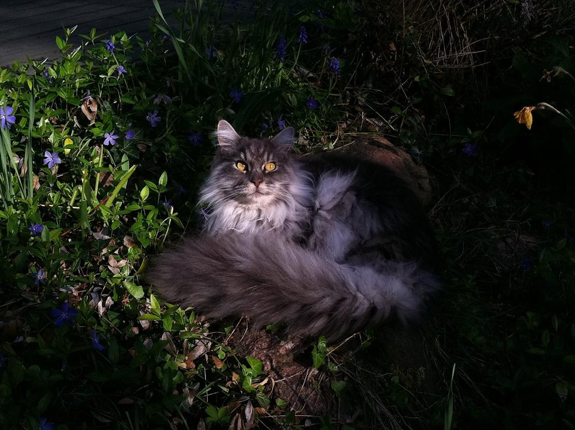 Maine Coon Smokey - R.I.P - Det har at ligge lige oven i blomsterbedet:P billede 13