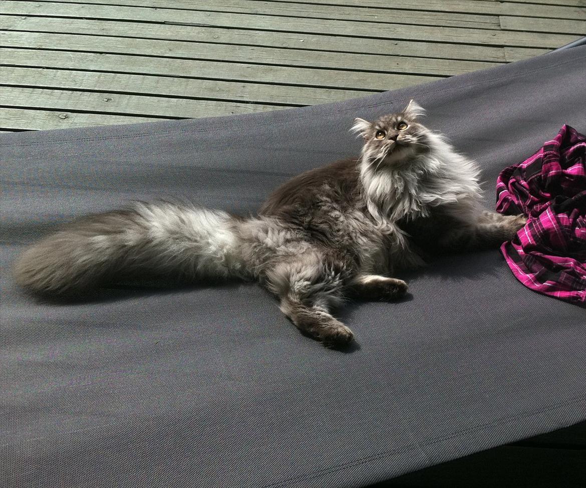Maine Coon Smokey - R.I.P - Hygger lidt i hængekøjen billede 14