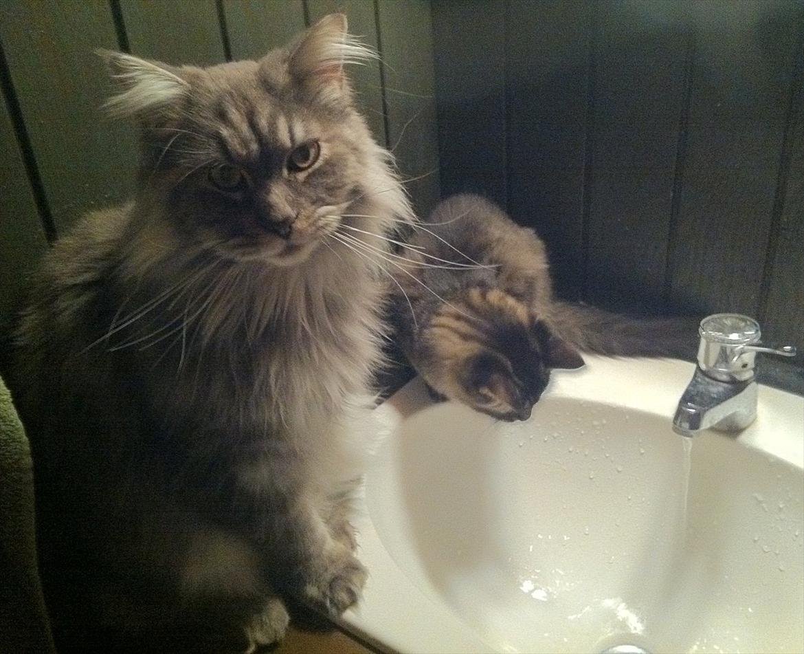 Maine Coon Smokey - R.I.P billede 15