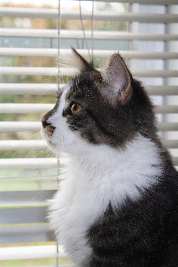 Maine Coon Krammedyret Yankie Bar billede 14