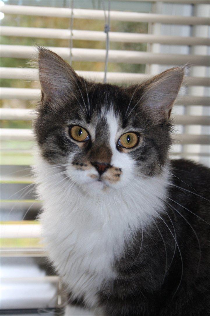 Maine Coon Krammedyret Yankie Bar billede 13