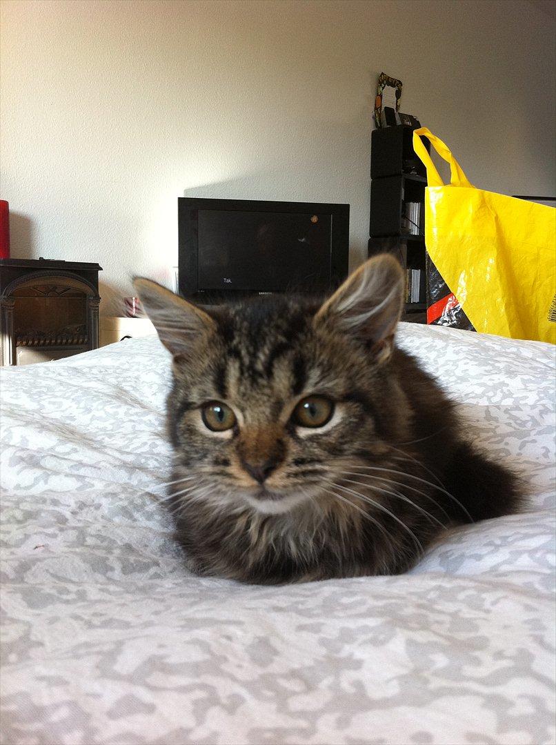 Norsk Skovkat Misser billede 9