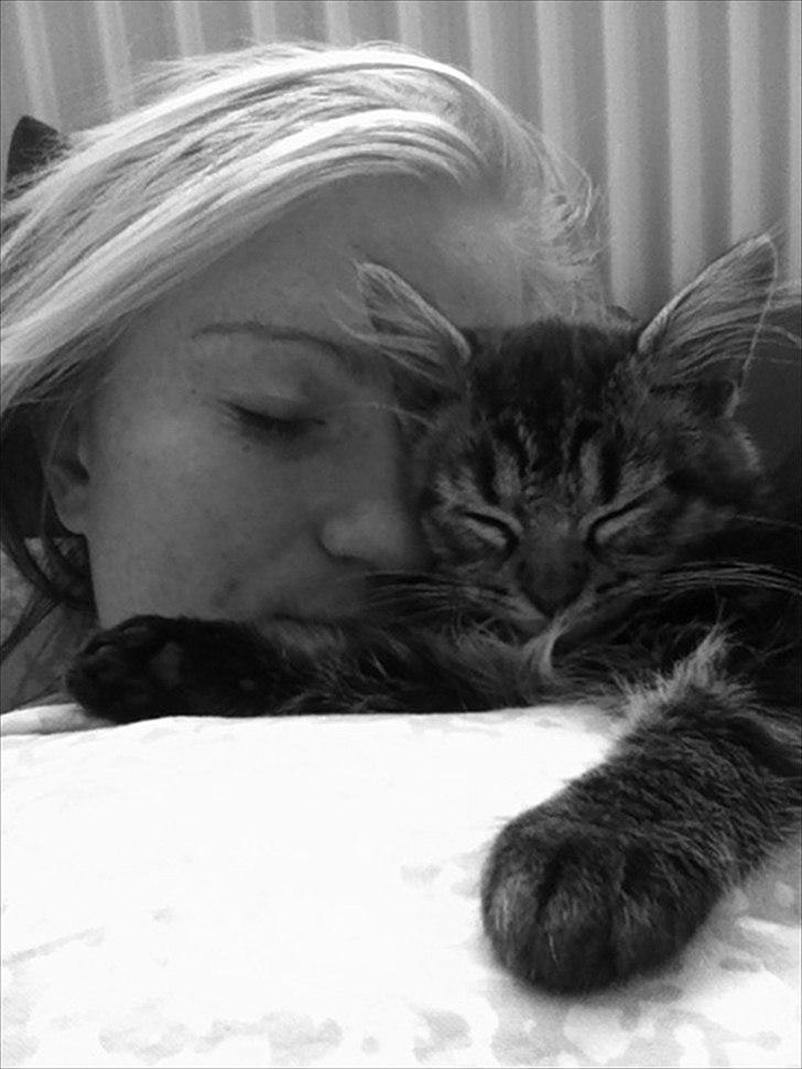 Norsk Skovkat Misser billede 10