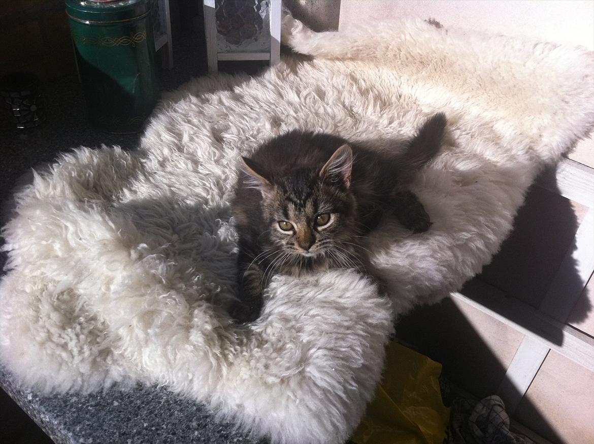 Norsk Skovkat Misser billede 11