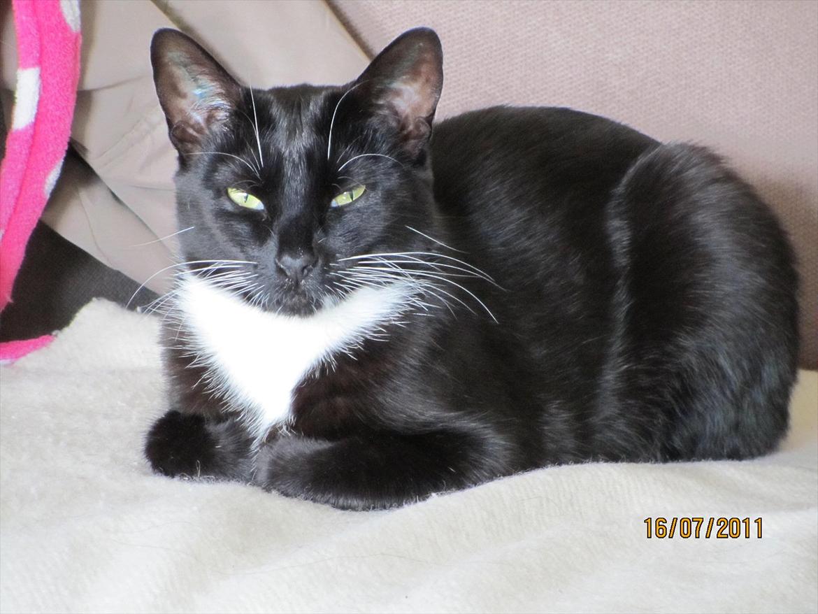 Huskat Lady billede 14
