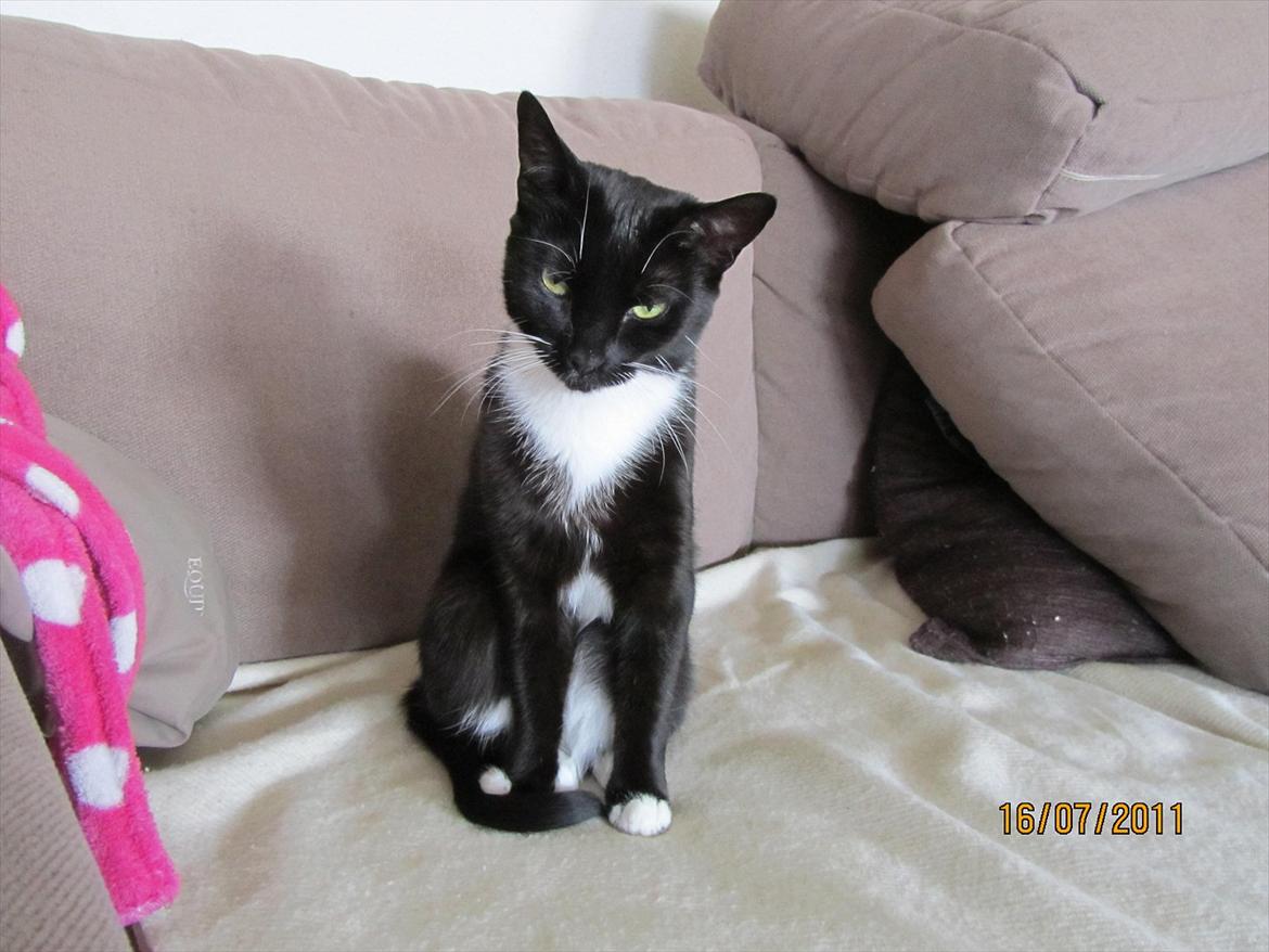 Huskat Lady billede 15