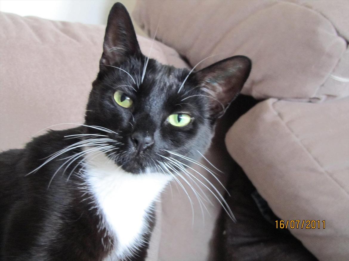 Huskat Lady billede 16