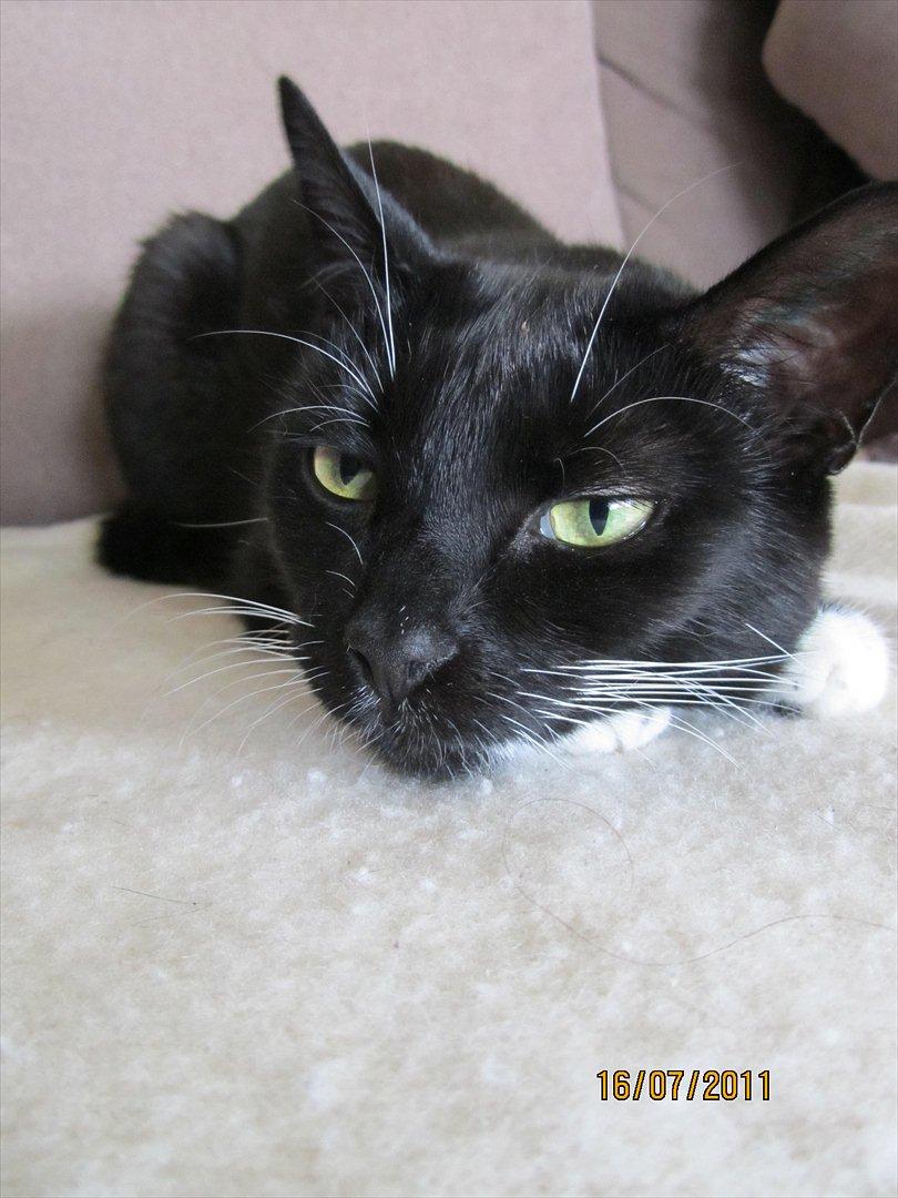 Huskat Lady billede 17