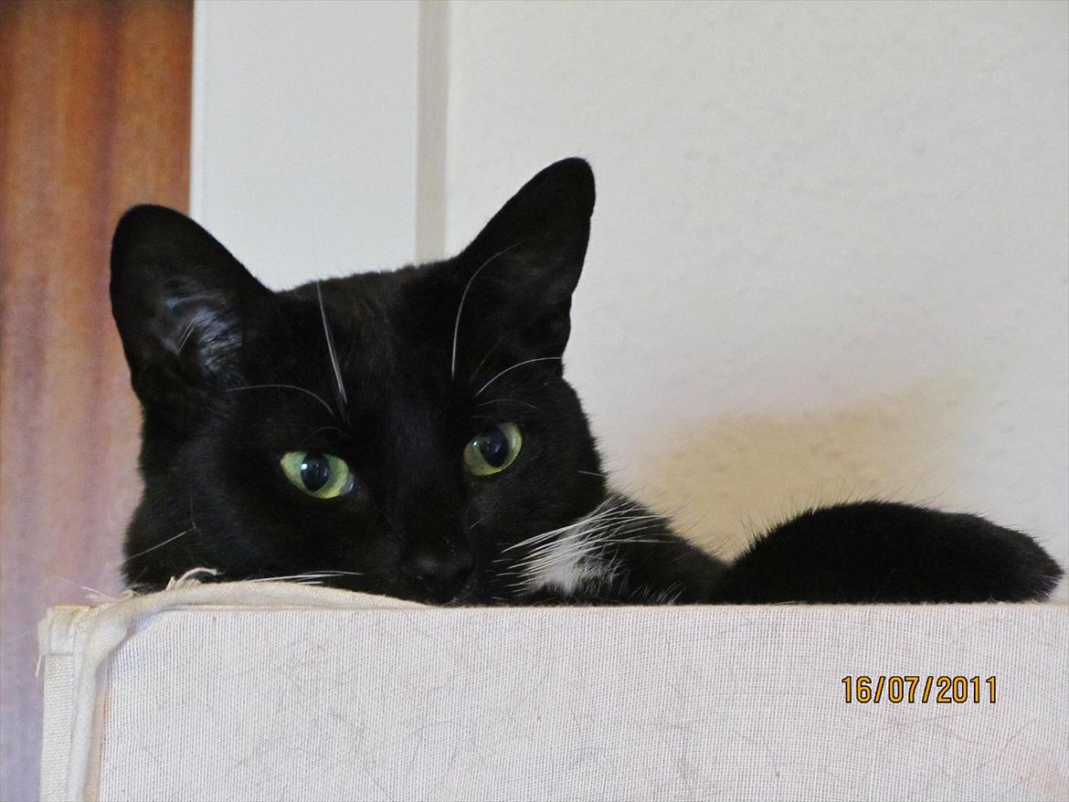 Huskat Lady billede 18