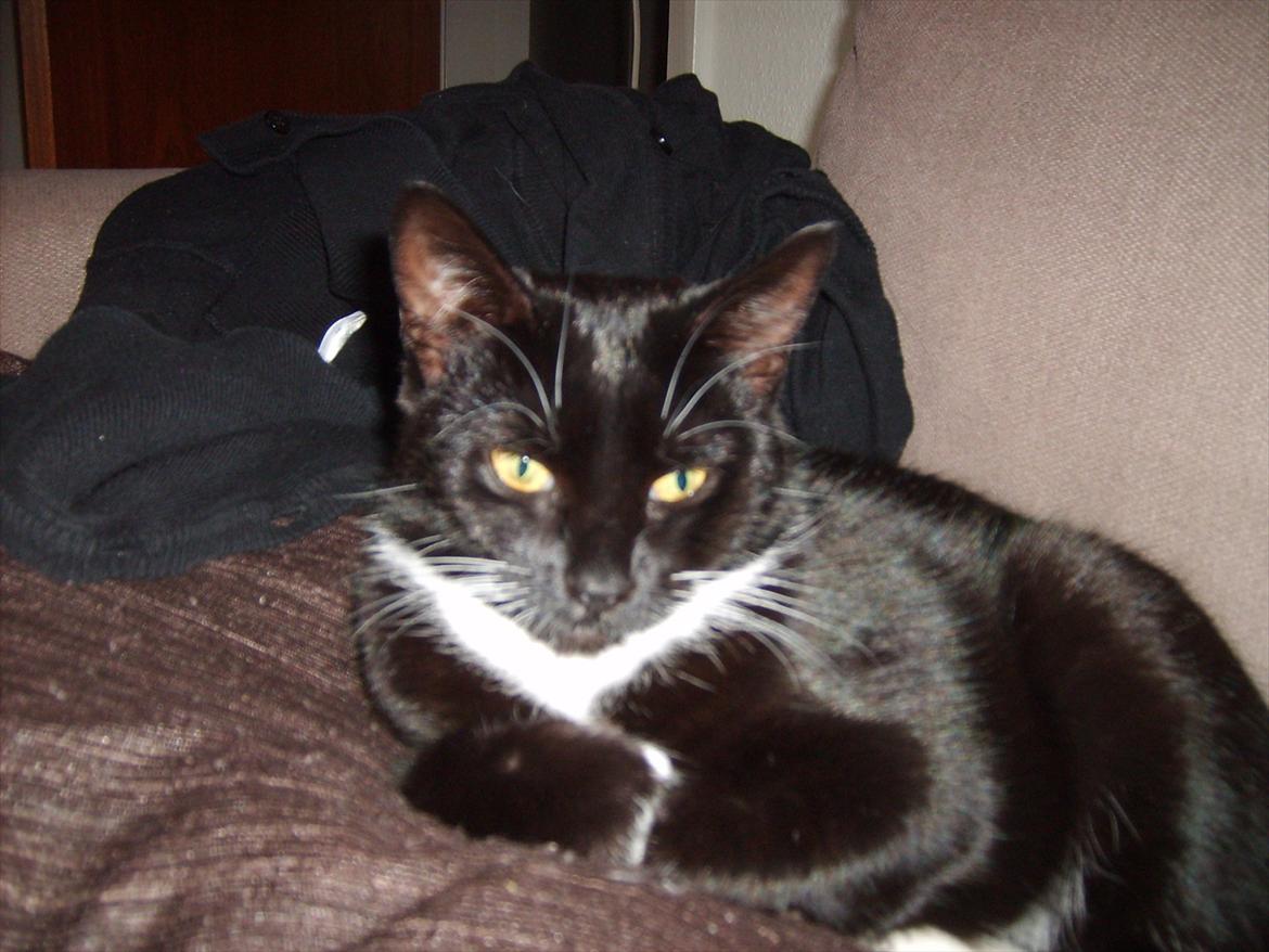 Huskat Lady billede 19