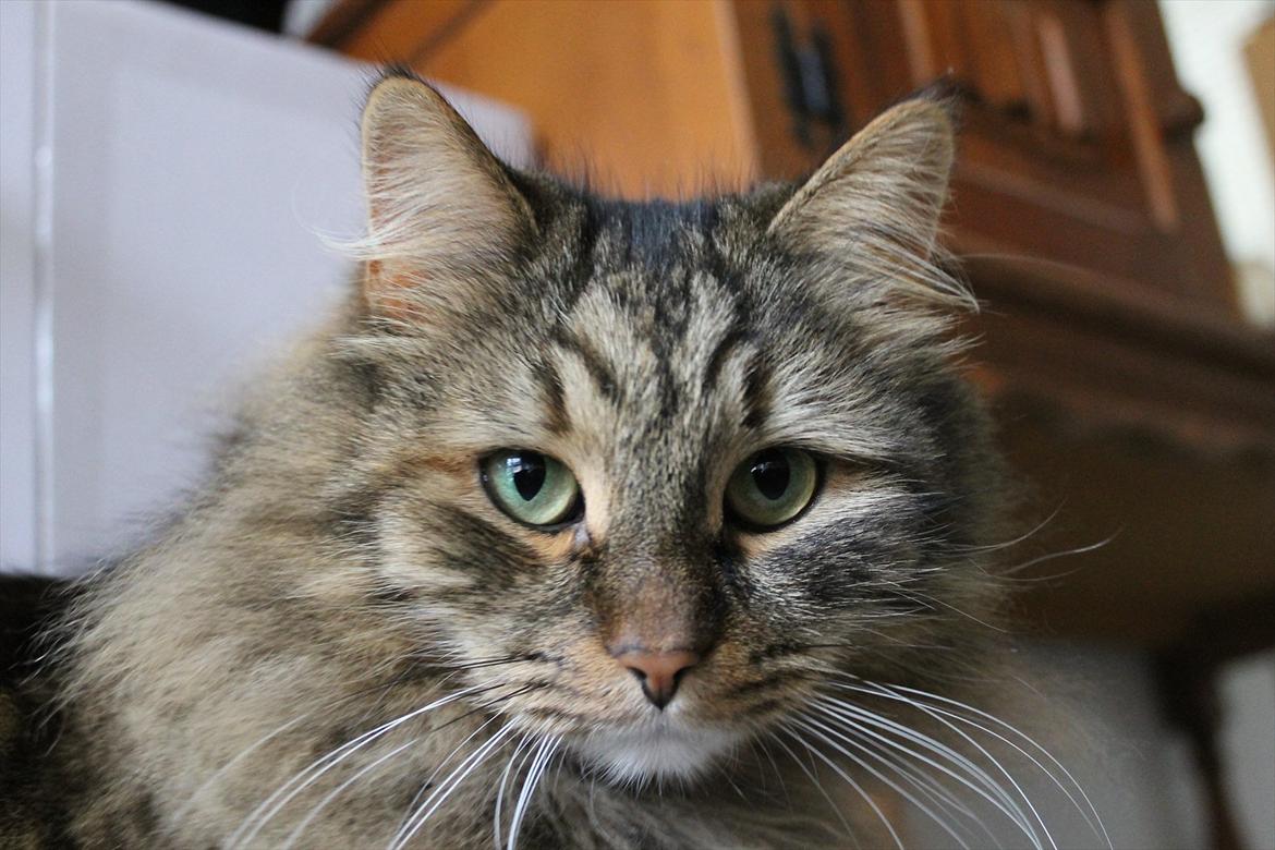 Sibirisk Kat DK Cornelius Westh Soffie - Velkommen <3 Smuk hun er! *NYT* billede 1