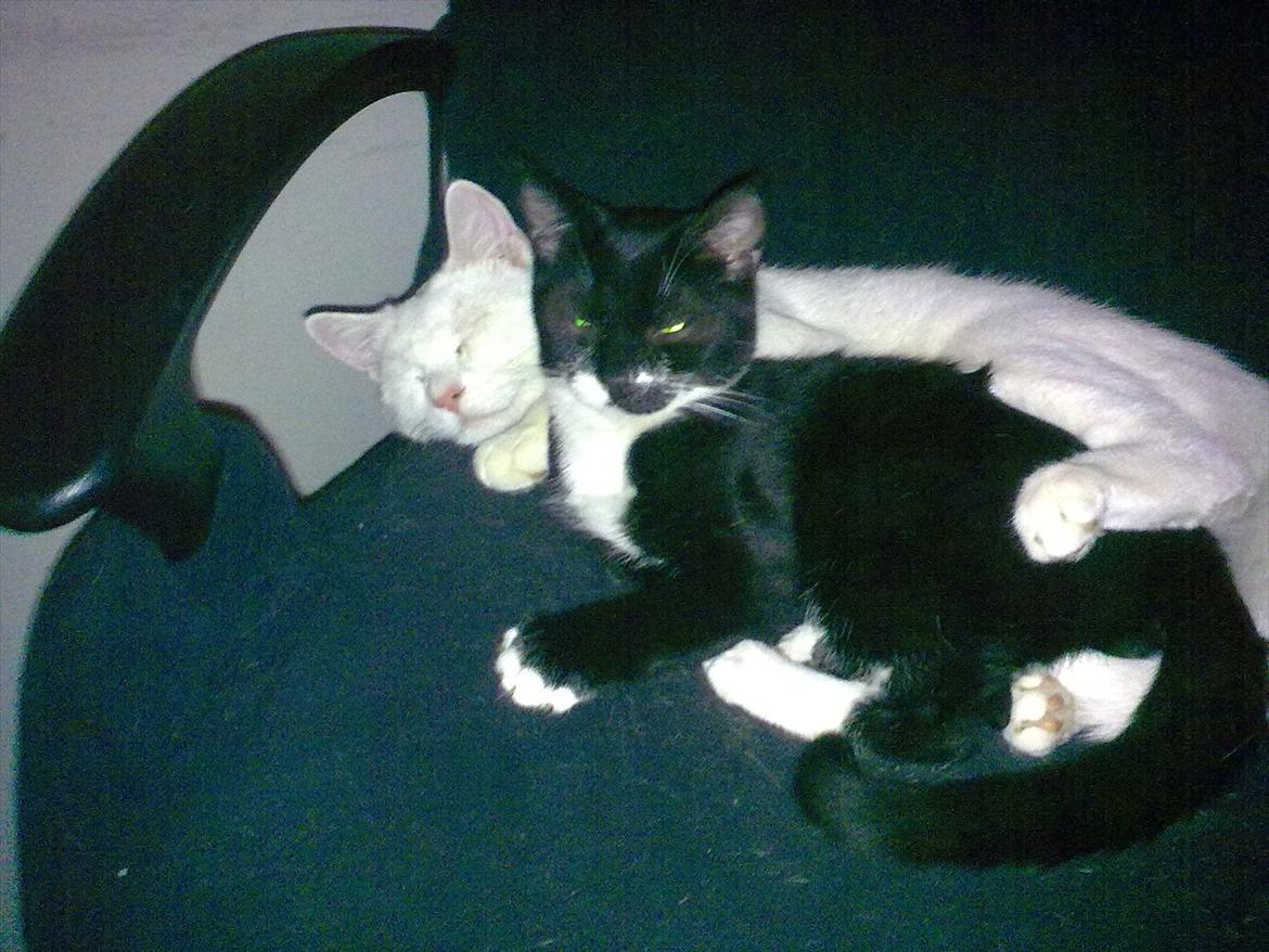 Blanding af racer Bandit'en billede 1