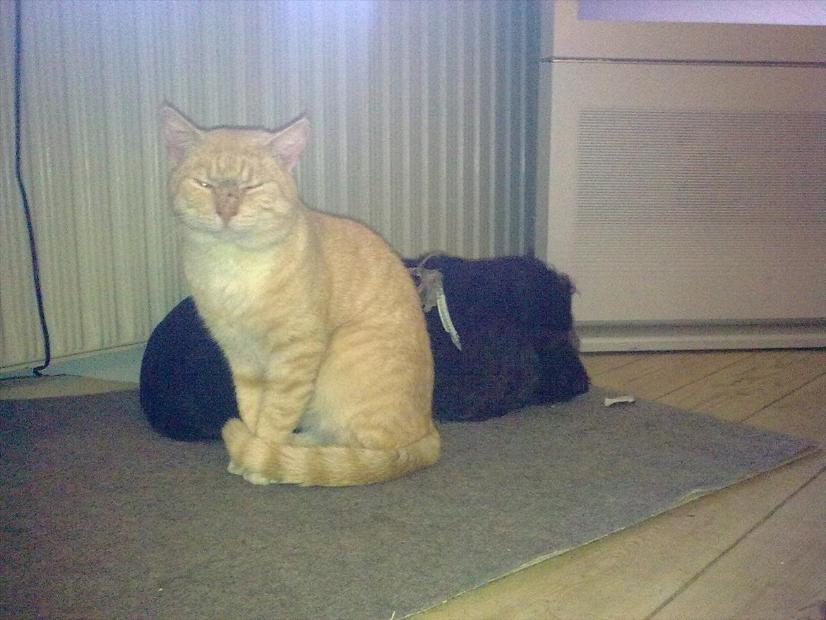 Blanding af racer PINKY billede 1