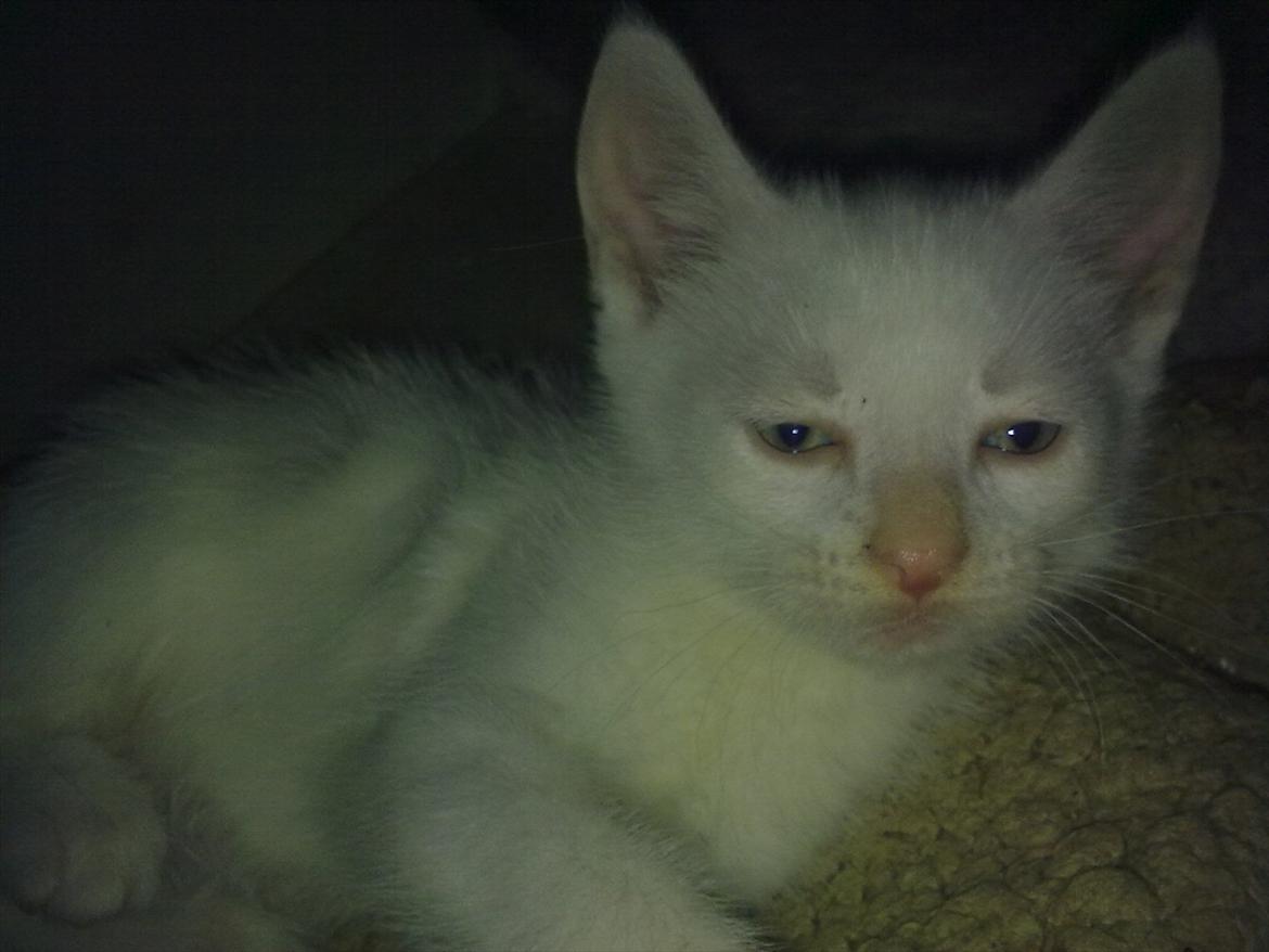 Huskat Ozzy billede 1