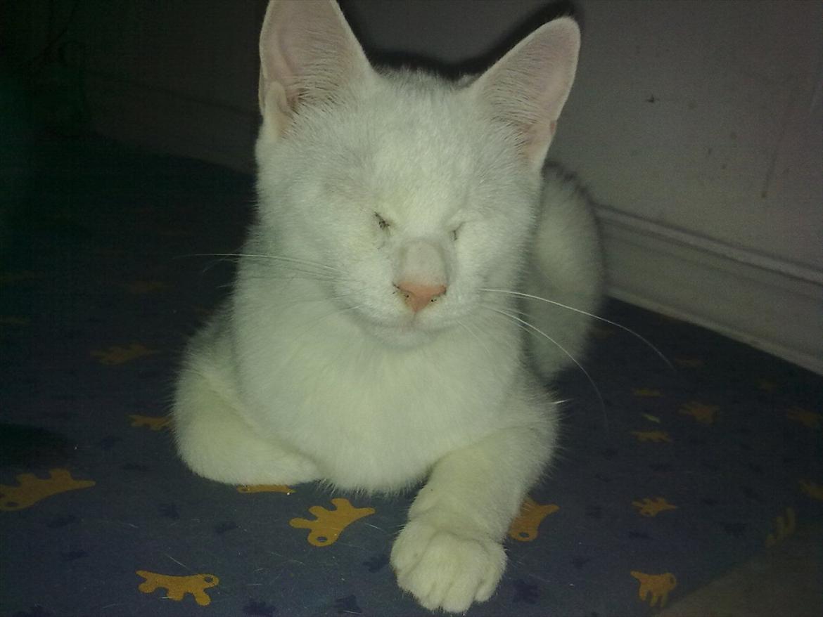 Huskat Ozzy billede 2