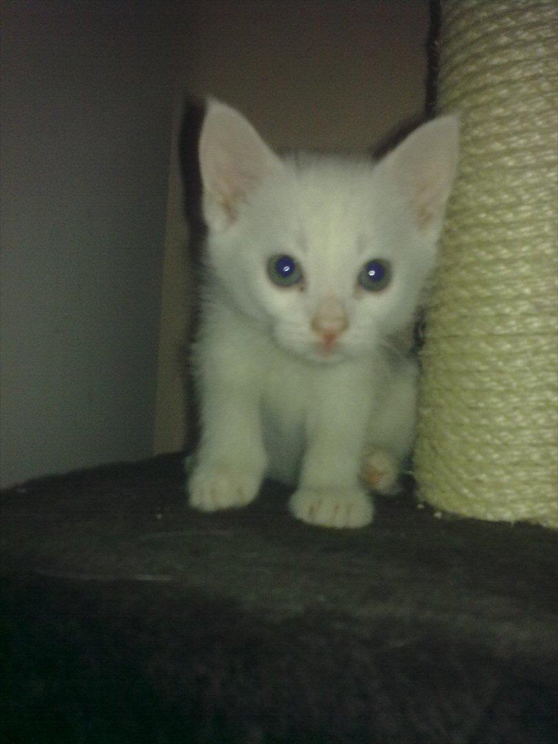 Huskat Ozzy billede 3