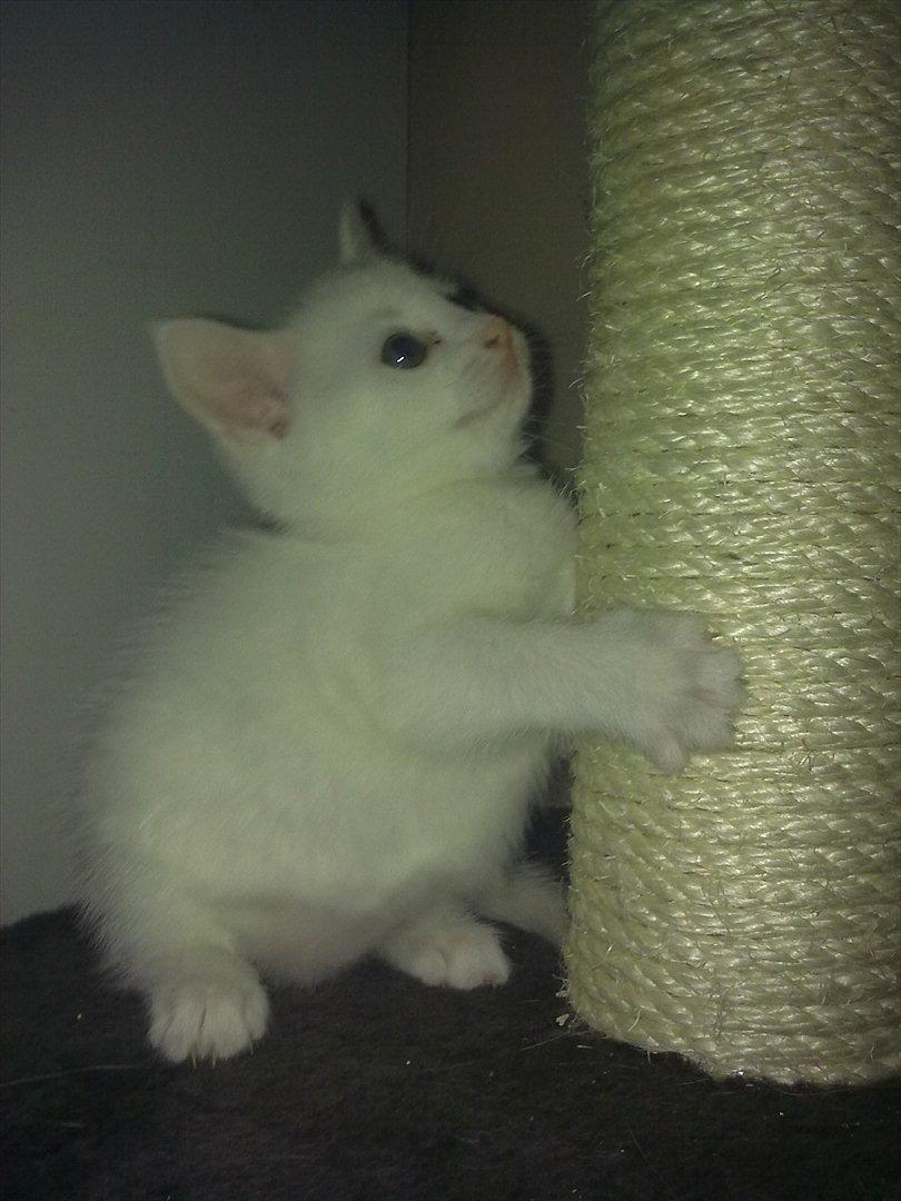 Huskat Ozzy billede 4