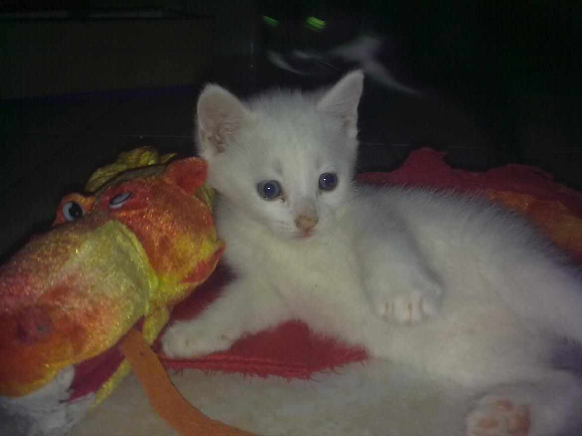 Huskat Ozzy billede 5