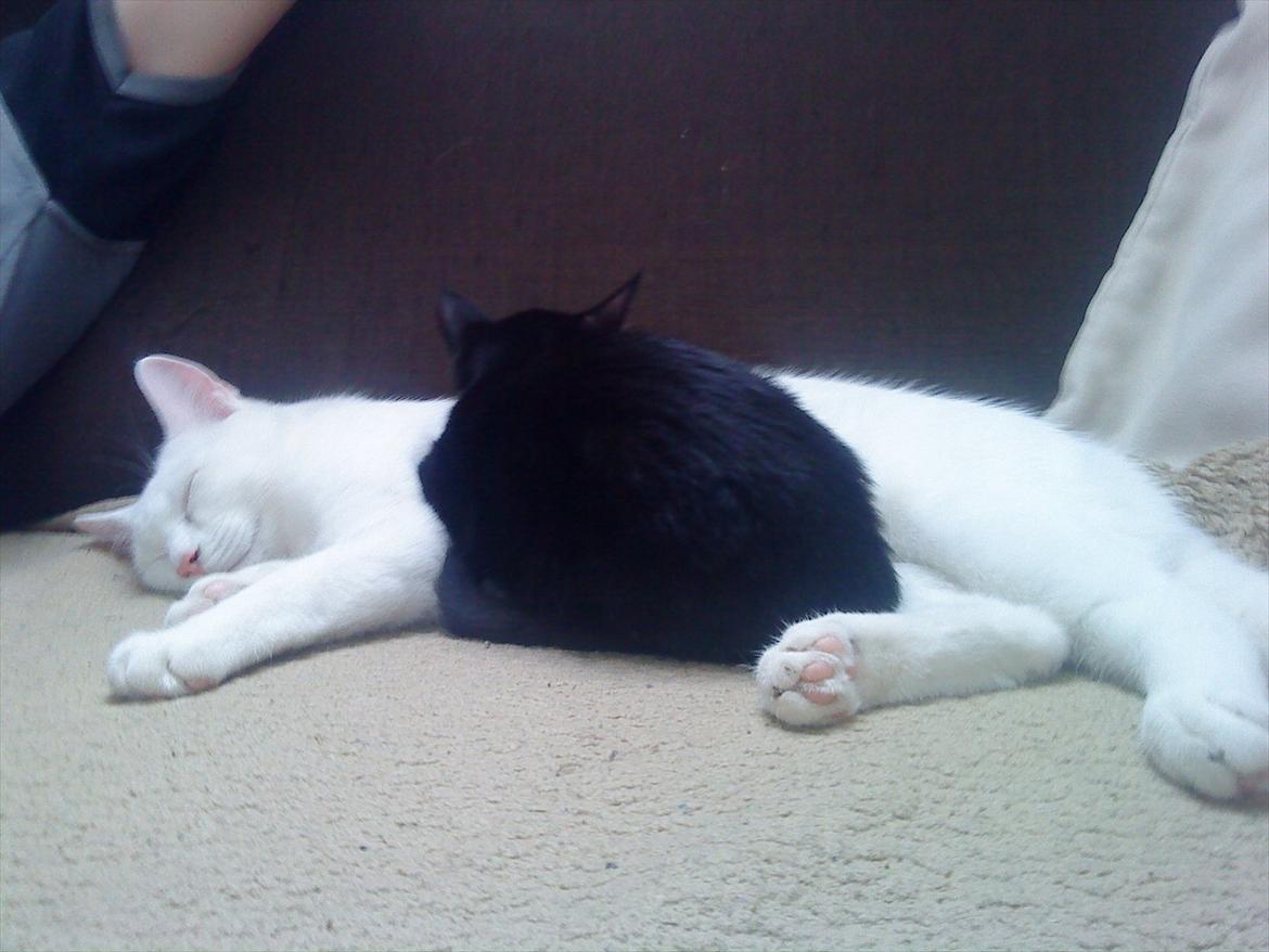 Huskat Ozzy billede 6