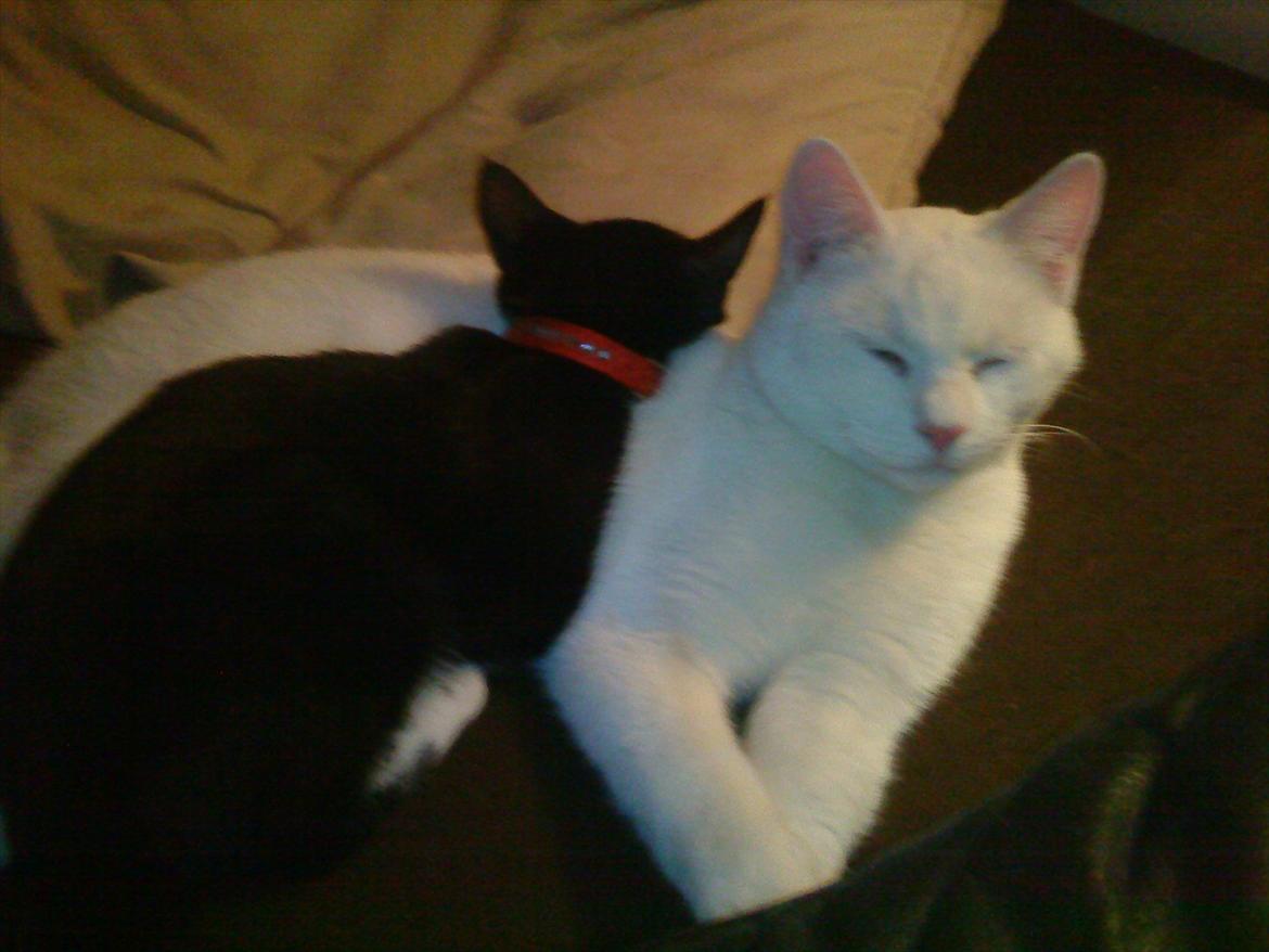 Huskat Ozzy billede 7