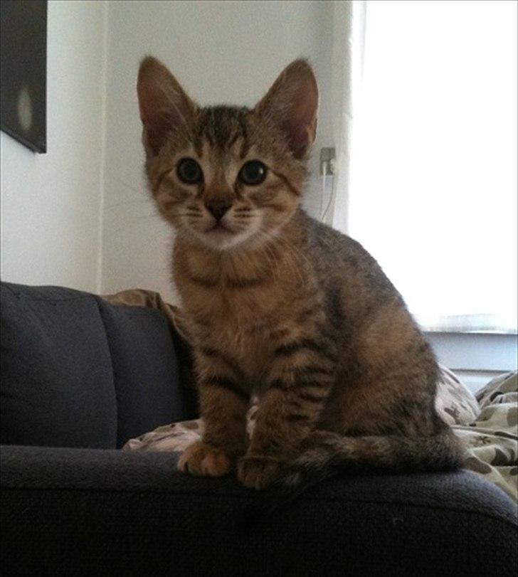 Blanding af racer Sniper billede 5