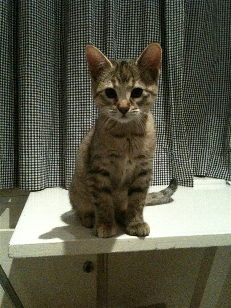 Blanding af racer Sniper billede 6