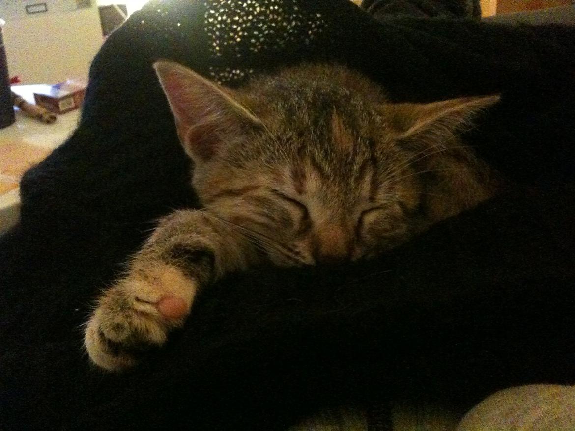 Blanding af racer Sniper billede 8