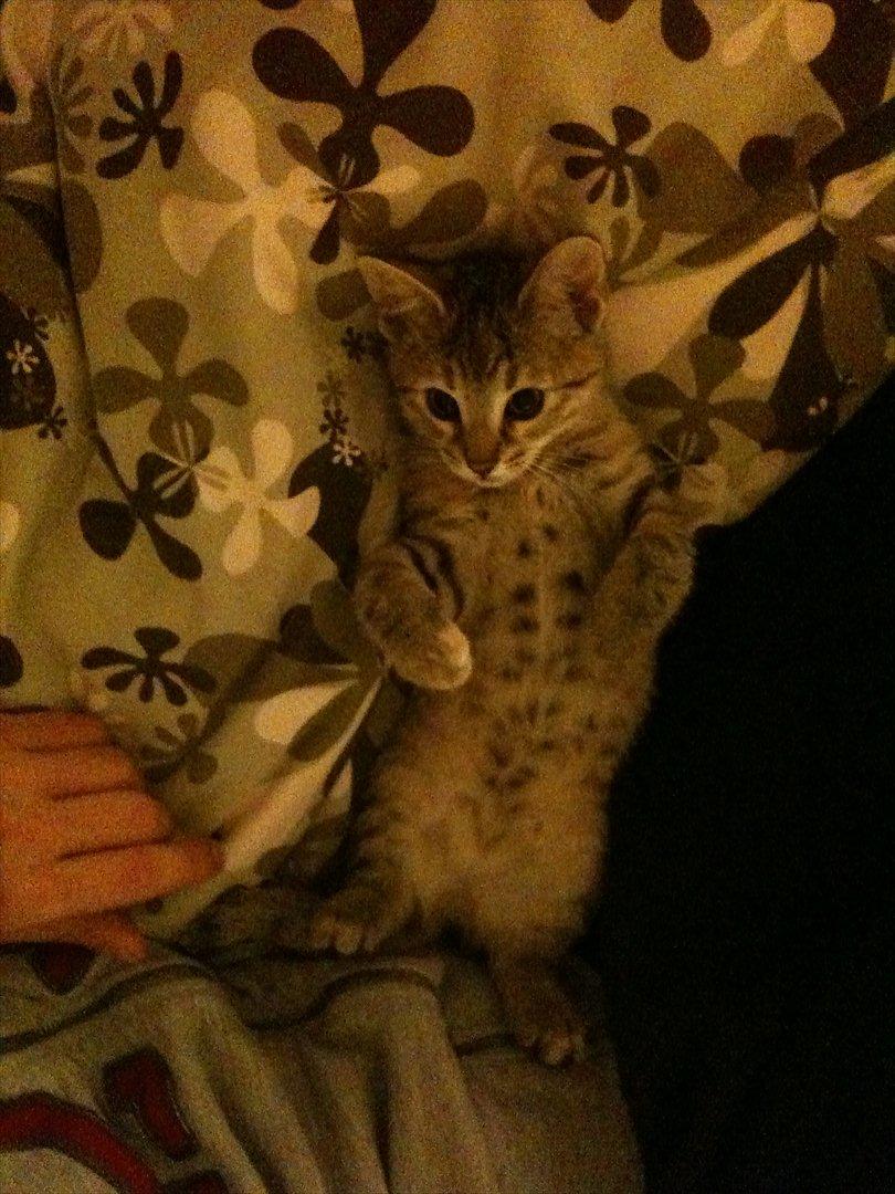 Blanding af racer Sniper billede 9