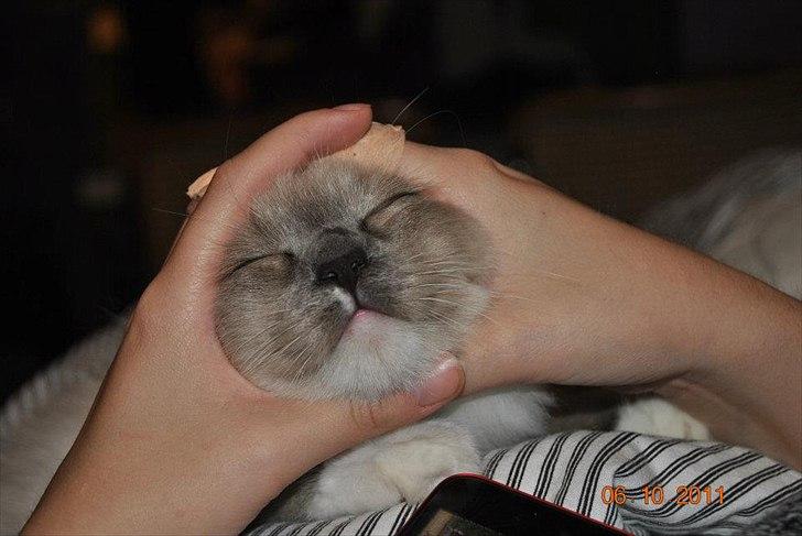 Ragdoll DK Lille Musse's Daredevil  aka Devil billede 11