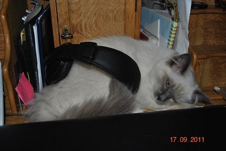 Ragdoll DK Lille Musse's Daredevil  aka Devil billede 12