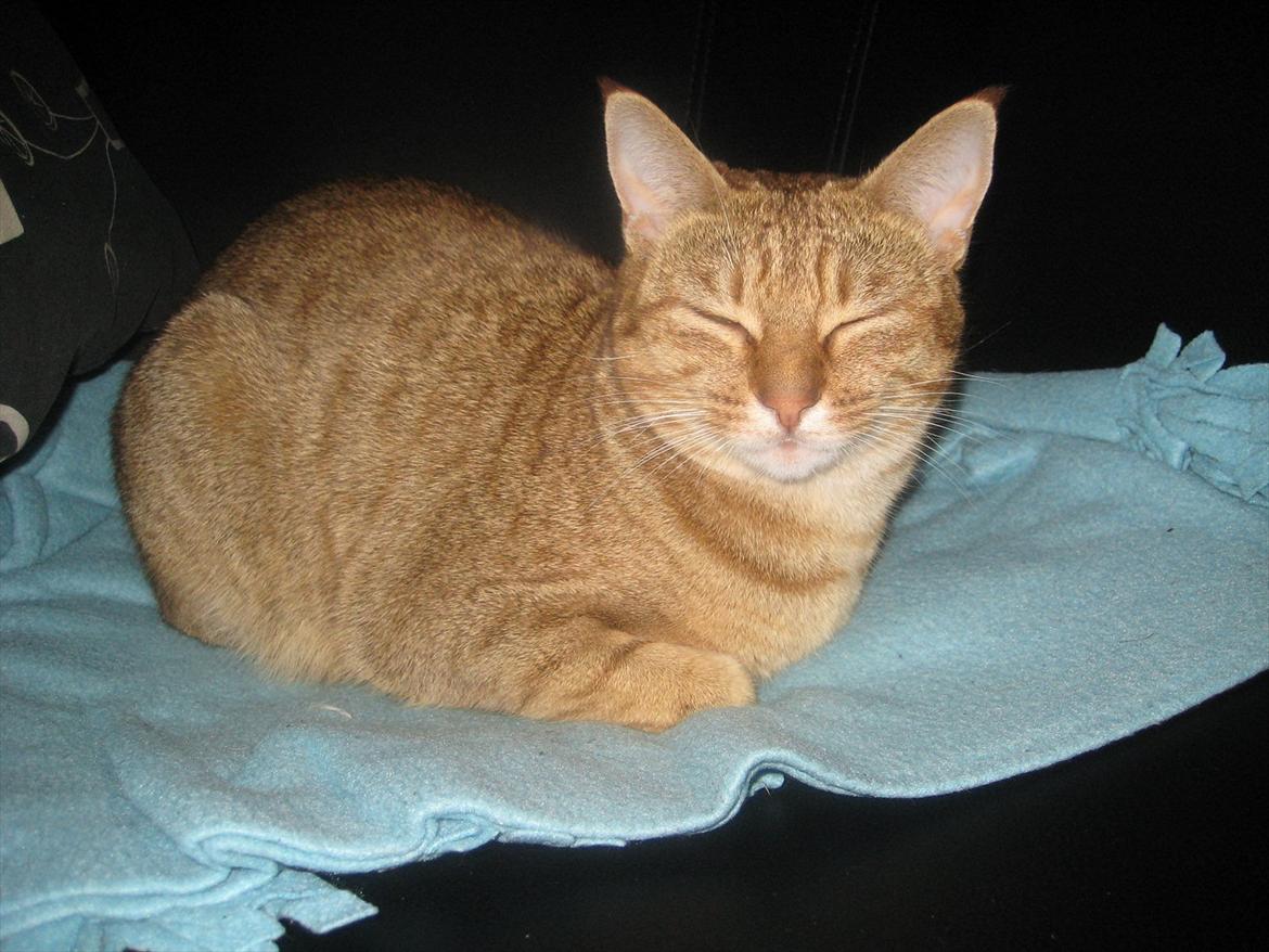 Ocicat Sarah billede 1