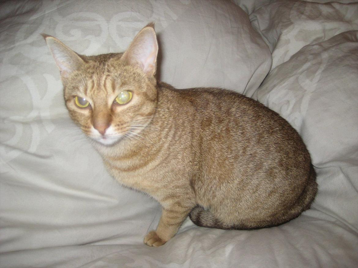 Ocicat Sarah billede 9