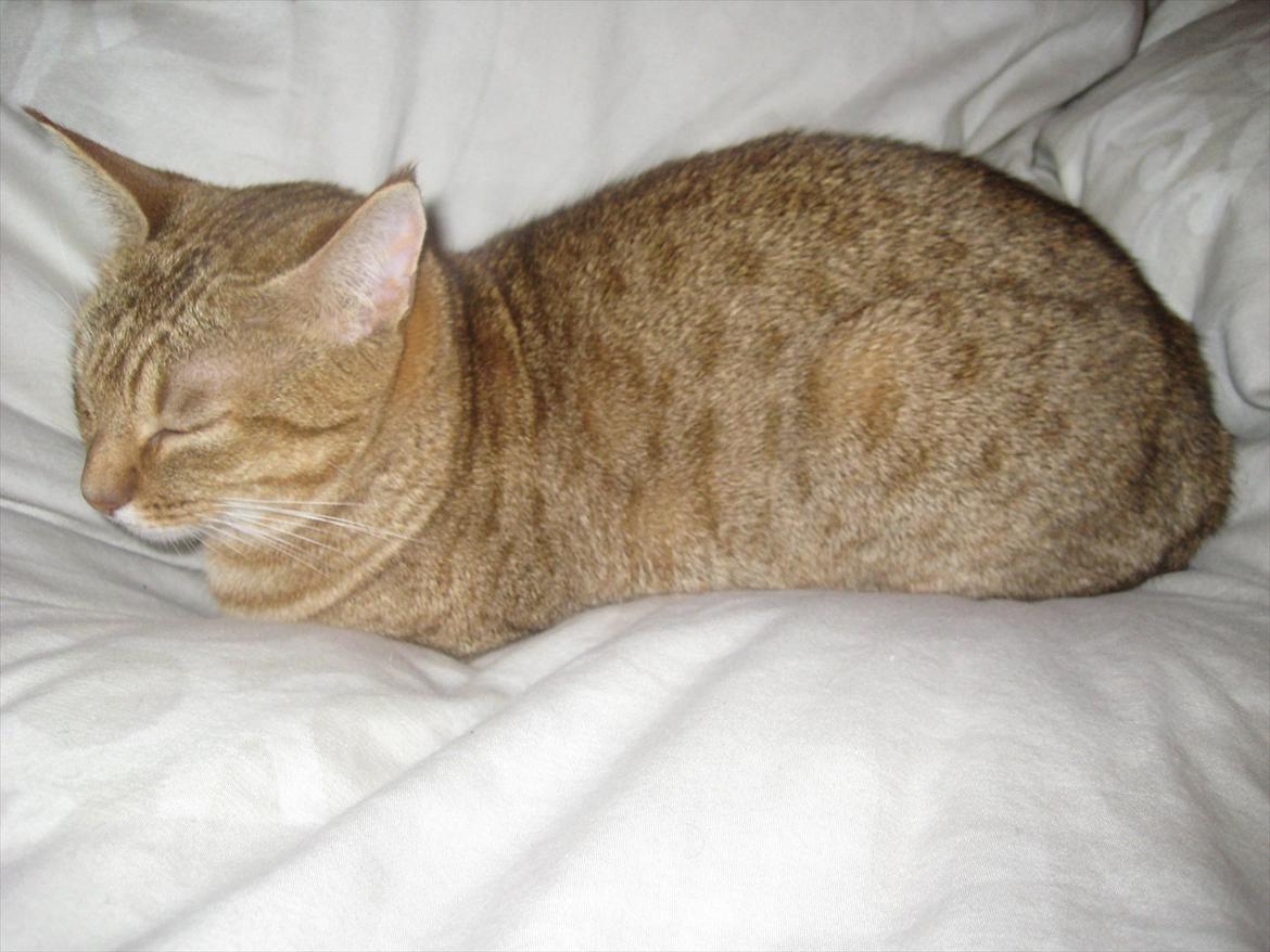 Ocicat Sarah billede 2