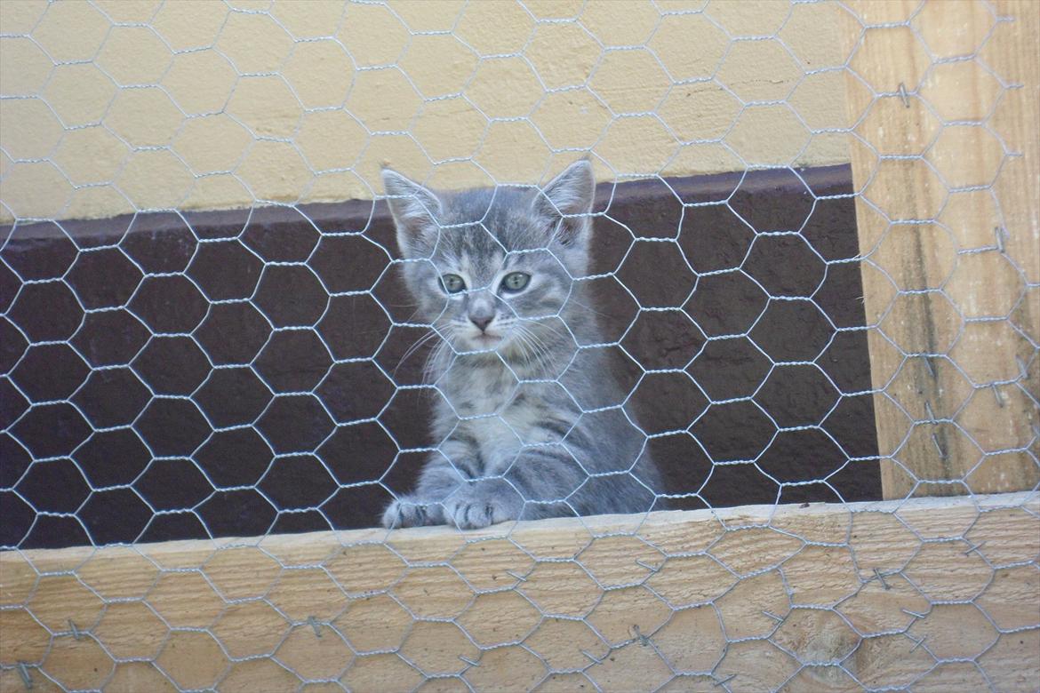 Huskat Viola billede 1