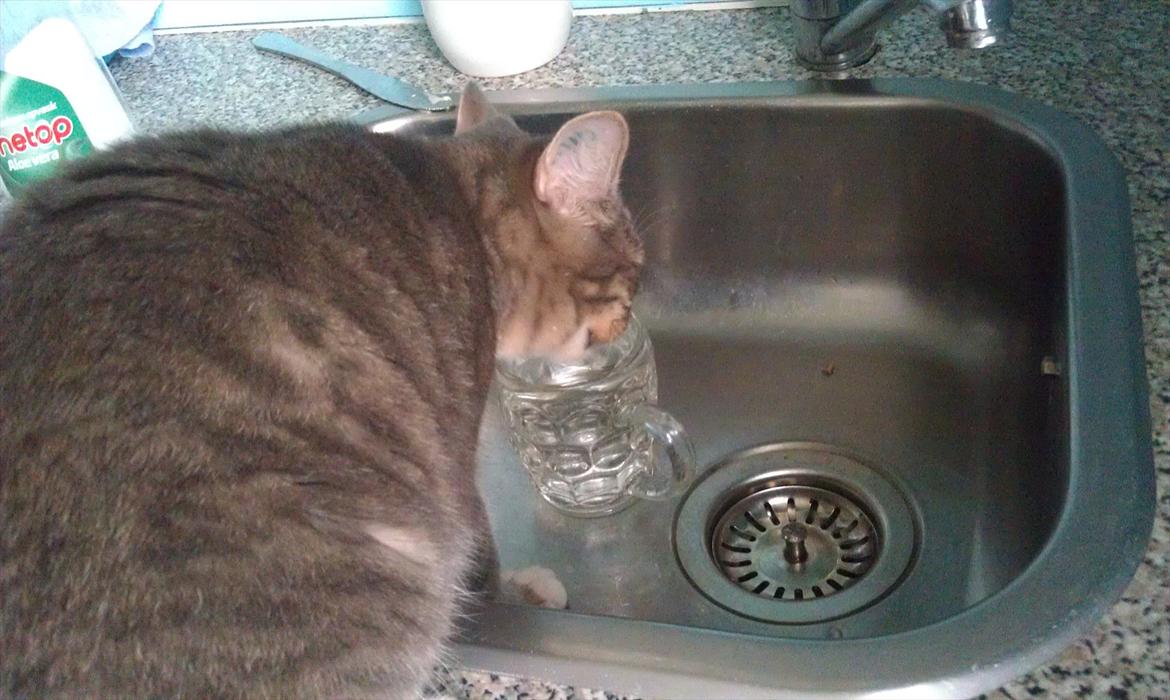 Huskat Aslan - tager en tår vand billede 14