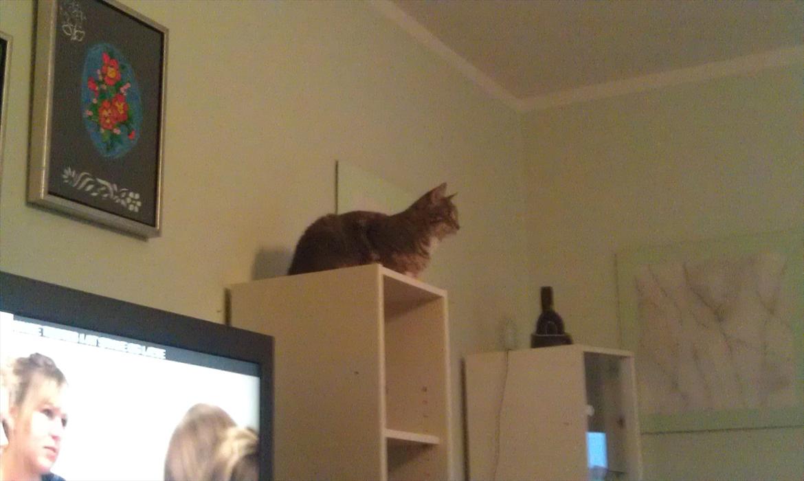 Huskat Aslan - på reol billede 15