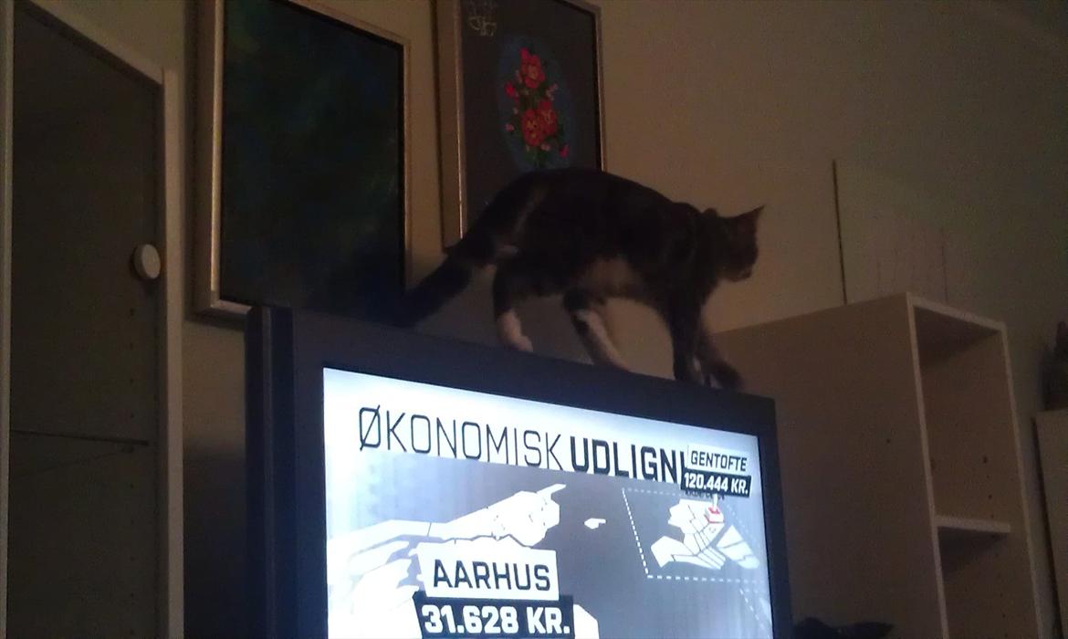 Huskat Nala - kat på tv billede 16