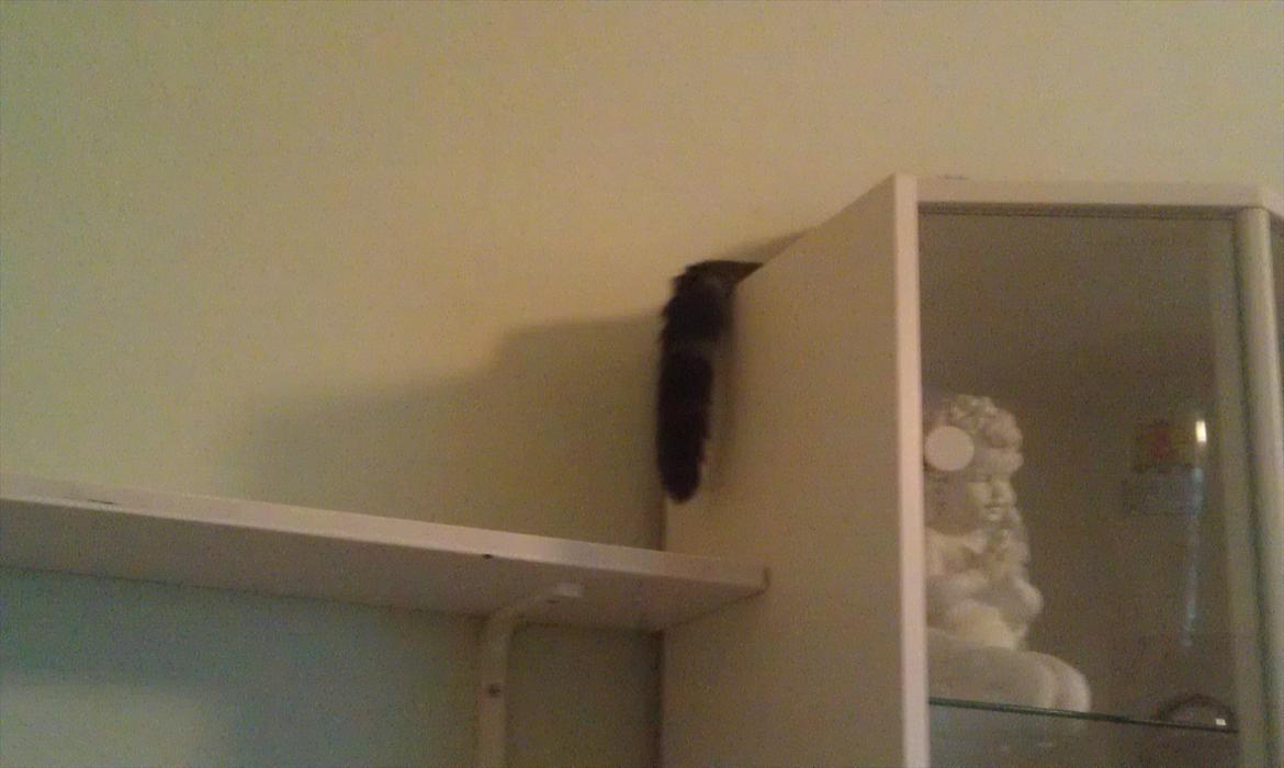 Huskat Nala - hale billede 17