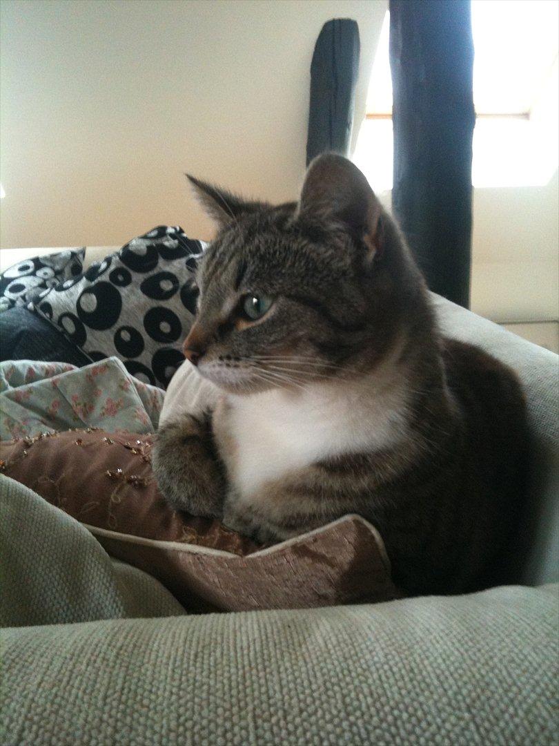 Huskat Miss'Marie - Statuella <3 billede 1