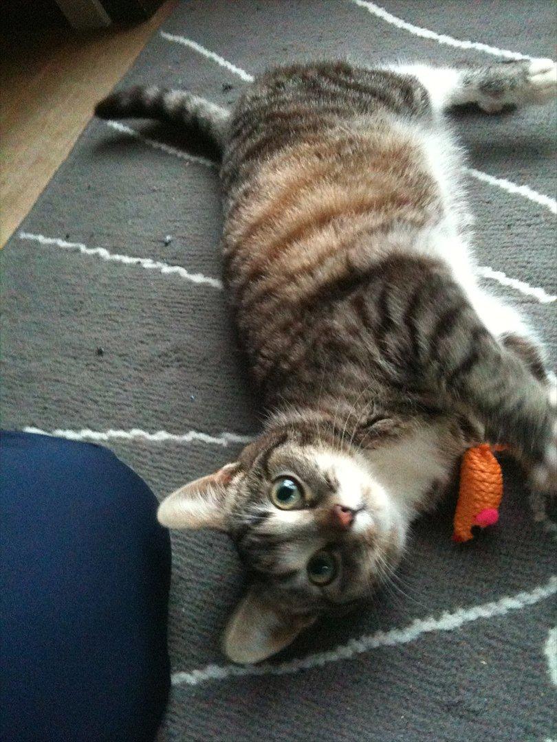 Huskat Miss'Marie billede 2