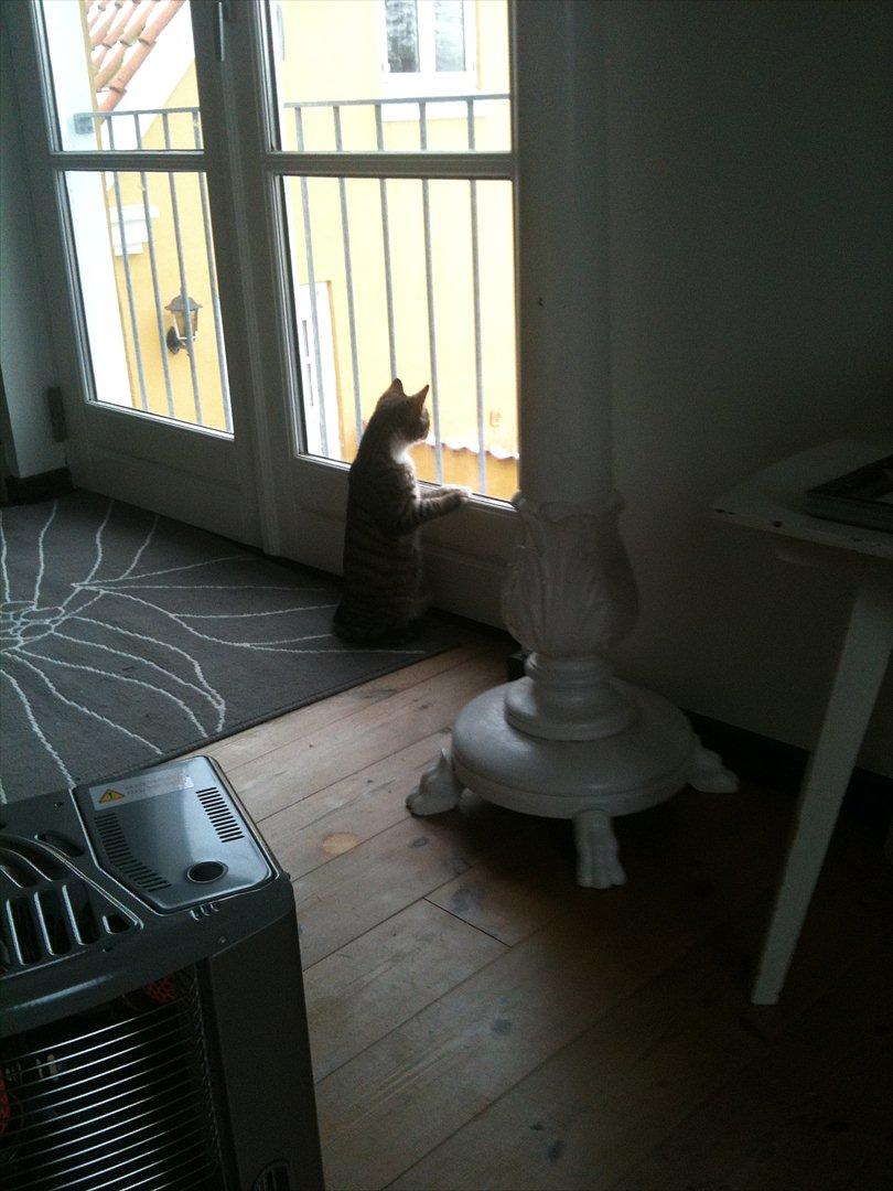 Huskat Miss'Marie billede 3