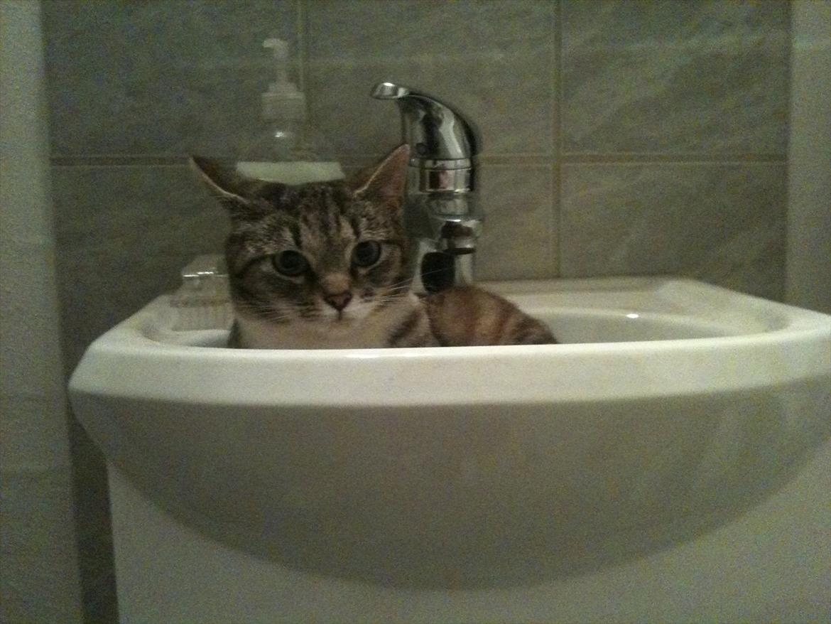 Huskat Miss'Marie - Jeg har en meget lille håndvask, men den er lige stor nok til at Marie kan ligger deri billede 4