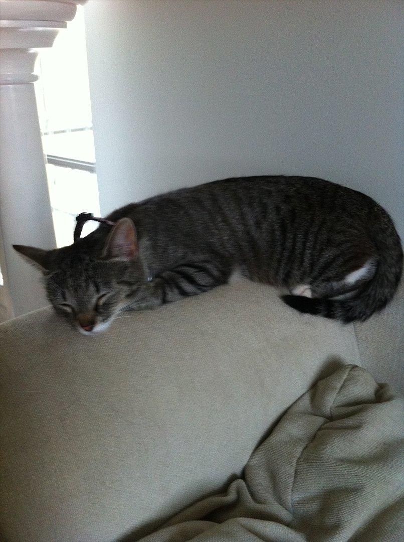 Huskat Miss'Marie billede 5