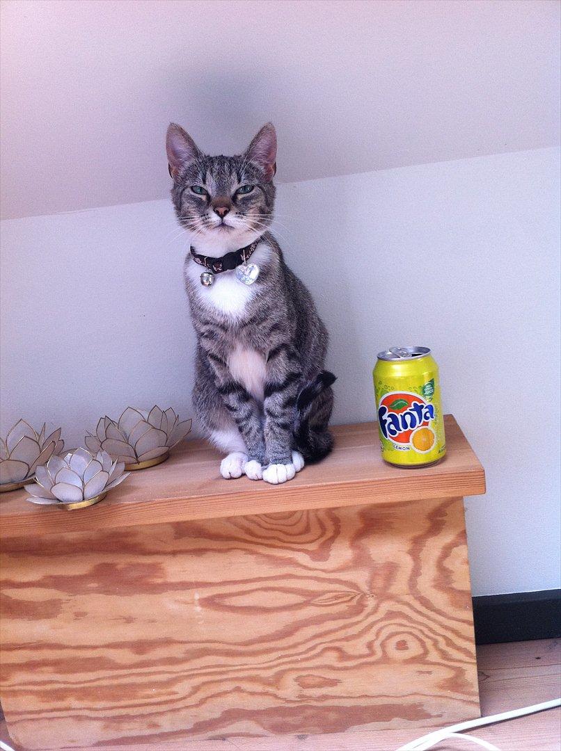 Huskat Miss'Marie - Bare lige for at illustrere hvor høj hun er i forhold til en dåse. billede 6