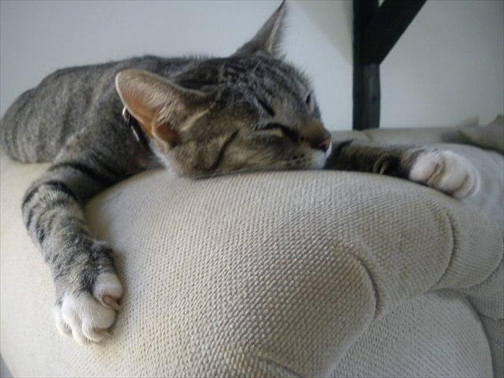 Huskat Miss'Marie - Marie der flader ud efter at have leget med hunden. billede 7